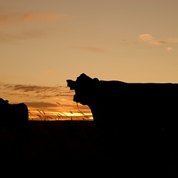 cattle at sunset